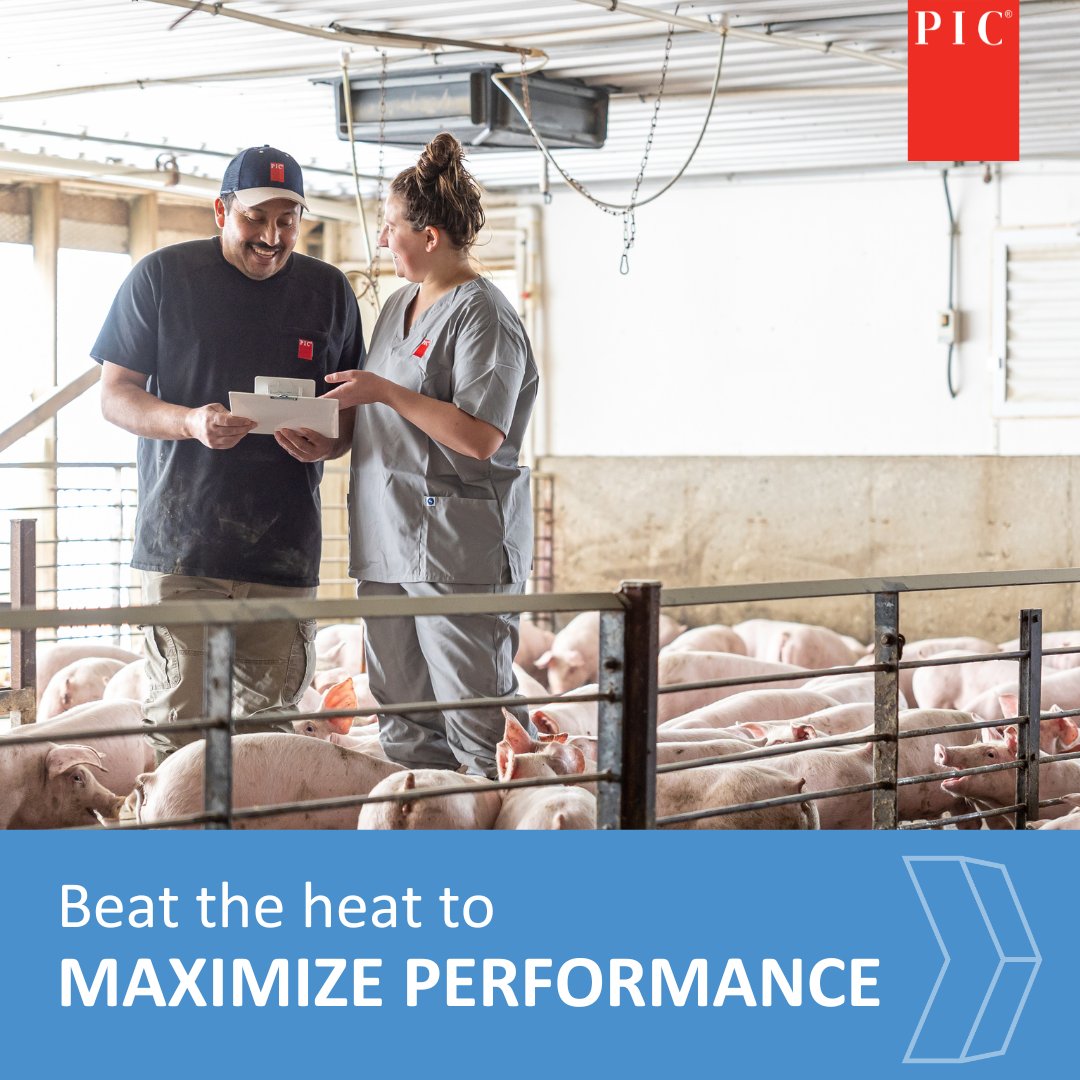☀️Ready to beat the heat?

Summer is around the corner, but with the right strategies you can keep your herd thriving.

Get summer-ready tips:
Sow farm: bit.ly/4lmLP5Q
Wean-to-Finish:    bit.ly/44cOuJh