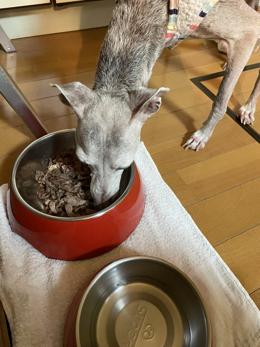 今日のピース　
フィロコックス57   1錠
動物用ウェルメイト半錠
CBDオイル朝と昼と夜に4滴づつ
発作なし
暖かかったのでお散歩しました
近所の方からおやつをもらって即完食！良かったね