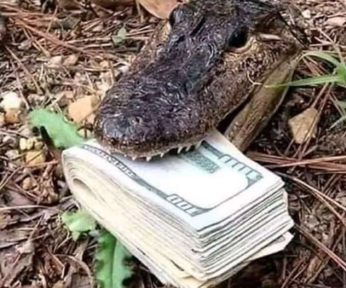 You are offered 100k, but you have to be a croco for a week. Would you take it? 

#TFTuesday