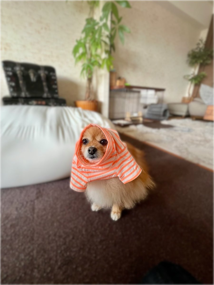 着るか着ないか考え中🐶

うんうん。わかるよぉ〜 
この時期何を着るか悩むよね〜🤔

 #ポメラニアン  #ニコリ