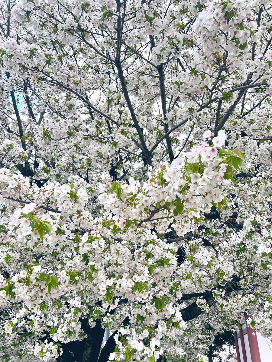 展示会ついでに、同じ東急池上線沿線の池上で下車。4年前に駅設置のマップのイラストを描いたのですが…ようやく見にいけました。北口に出るエスカレーター脇にひっそりあります。満開の本門寺も素敵でした。のんびり、いい街だなぁ。境内にある大きな桜は染井吉野ではなく、めずらしい笹部桜。