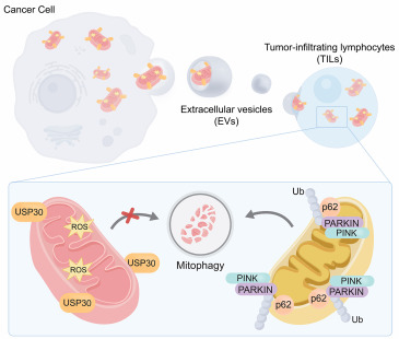 Hijacking the powerhouse: Mitochondrial transfer and mitophagy as emerging mechanisms of immune evasion dlvr.it/TK1RgG