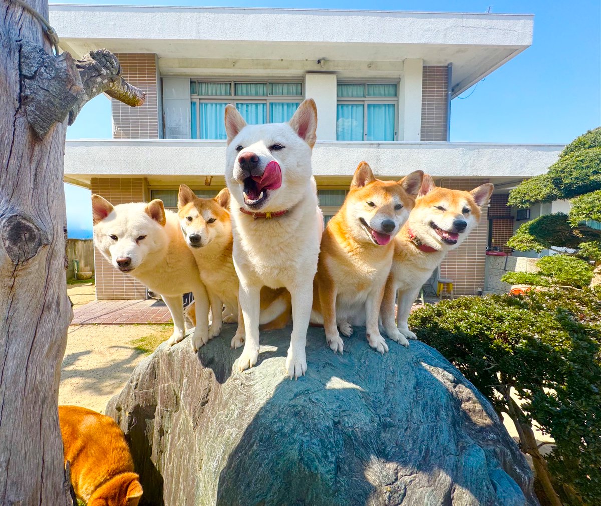 バボちゃん（柴犬12匹家族） tweet media