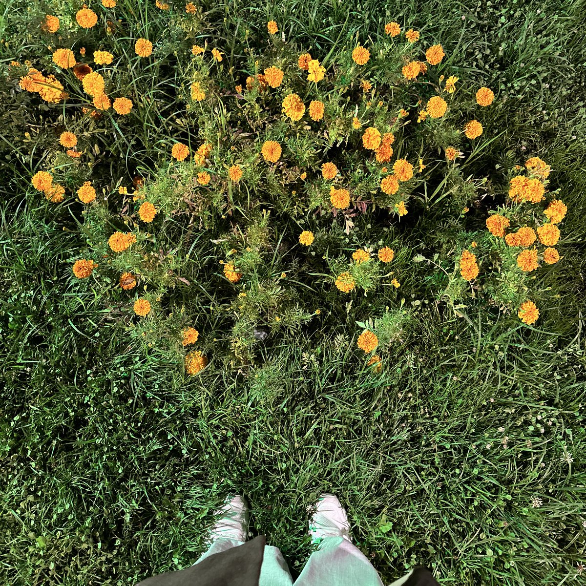 | dışarıdan hiç yol gitmemişim gibi duruyor ama içimden üç yüz elli kilometre koştum.