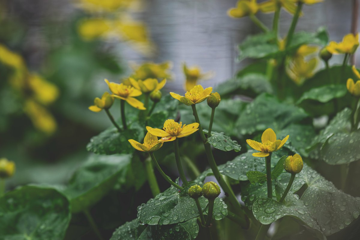 William Murray tweet media