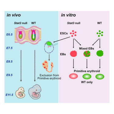 CellReports's tweet photo. STAT3 signaling enhances tissue expansion during postimplantation mouse development https://t.co/Mx5its9t0J https://t.co/38tSqXiao7