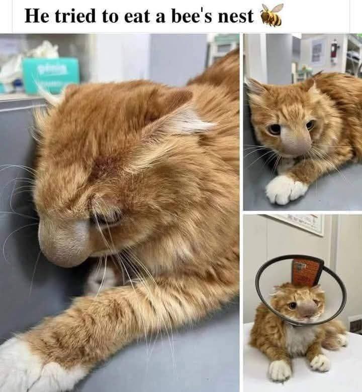 EXPLORECATS's tweet image. 