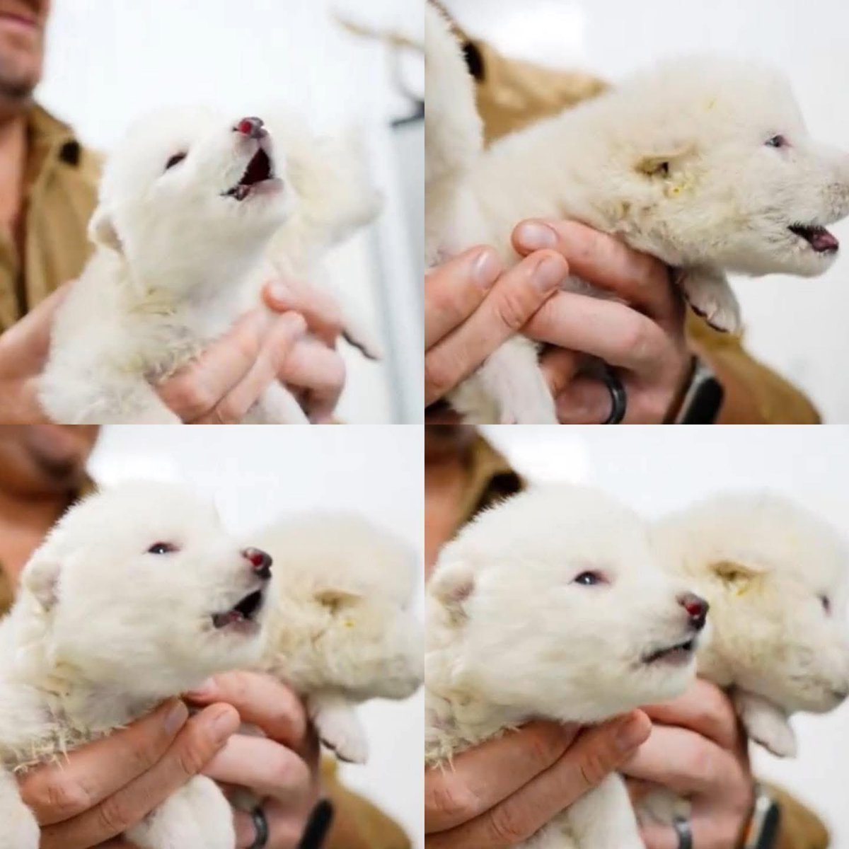 HOY LA HUMANIDAD HA HECHO HISTORIA  

Estás viendo a Rómulo y Remo, dos ejemplares de Lobo Terrible (Aenocyon dirus), una especie que vivió en América y que se extinguió hace aproximadamente 10,000 años. 

La empresa Colossal Biosciences anunció oficialmente el nacimiento de tres