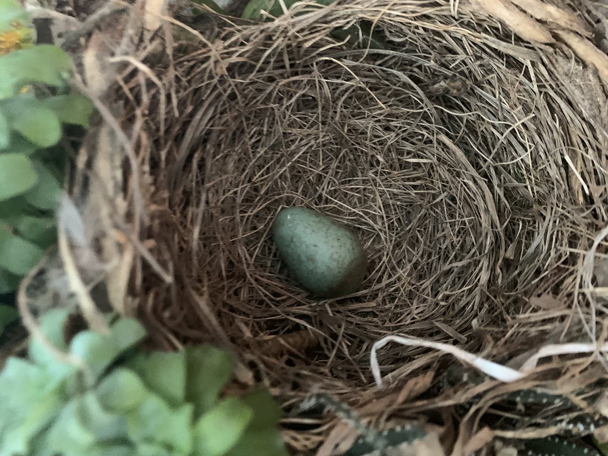 OlgaCob's tweet photo. @herrerillo_com Ayuda! Ha anidado en nuestra terraza ( creo que un Mirlo) Que puedo hacer para ayudar? No debería estar la madre empollándolo? 🧐 https://t.co/UZHL7YRd8w