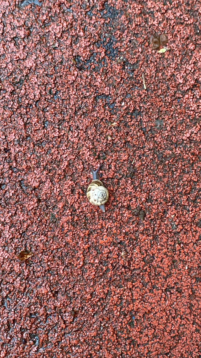 Evi nepal'de kalmış
slovakyalı salyangozdur ruhum.