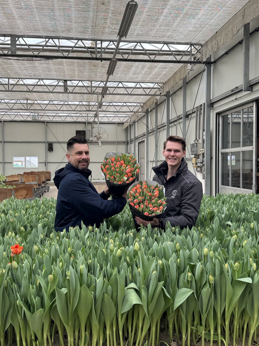Exclusive advice on keeping cut flower tulips looking good for longer, with the tips coming direct from the grower! open.substack.com/pub/mrplantgee…