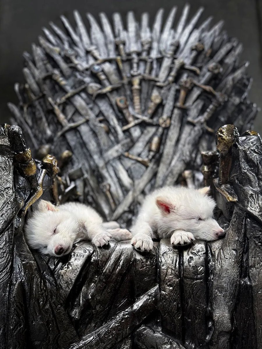 Rómulo y Remo: los dos “dire wolf” sentados en el Trono de Hierro es lo mejor que verás hoy.