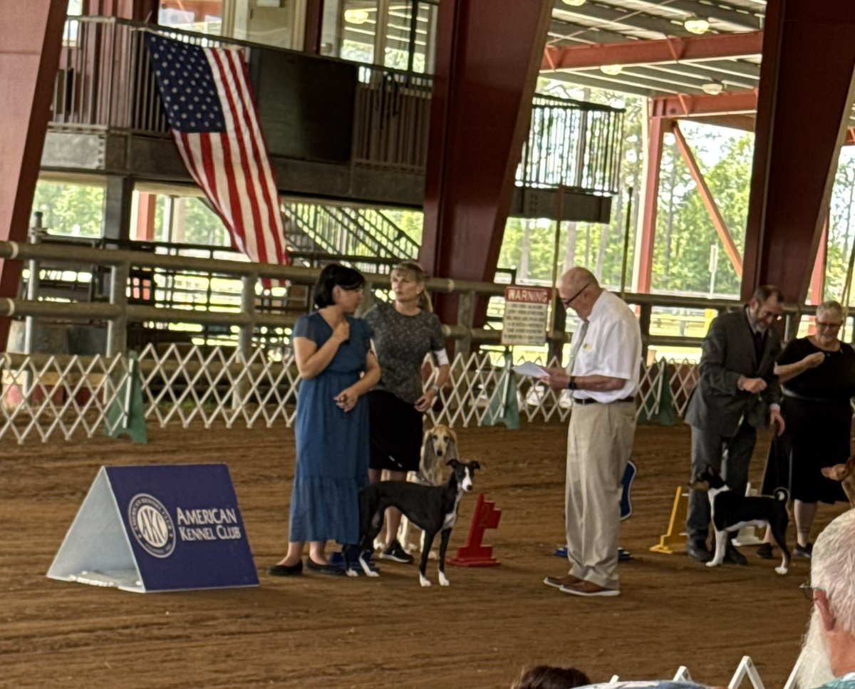 Another big date for Caitlyn. She was Best of Breed and Group 2 in Hounds and Group 1 and BOB Owner Handler last Thursday. And she looked really good in the OH Best in Show!