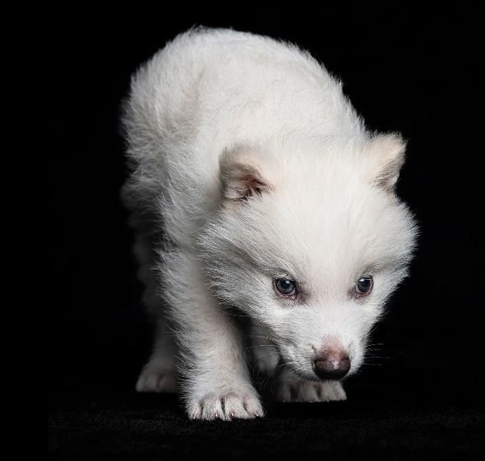DIREWOLF (@DIREWOLF2025) / Posts / X
