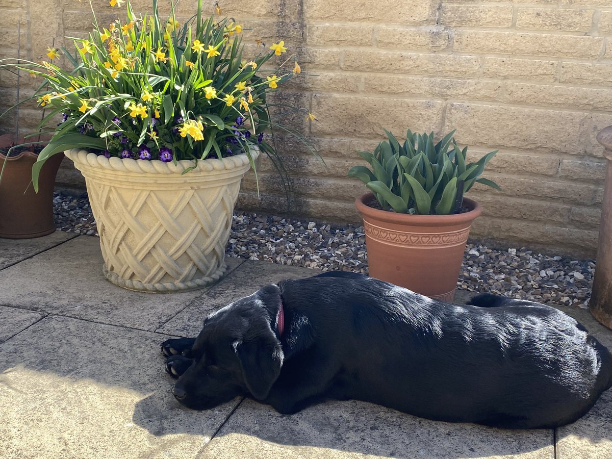 It’s been a long day for the #labradors - just being in their company makes the world feel a better place.