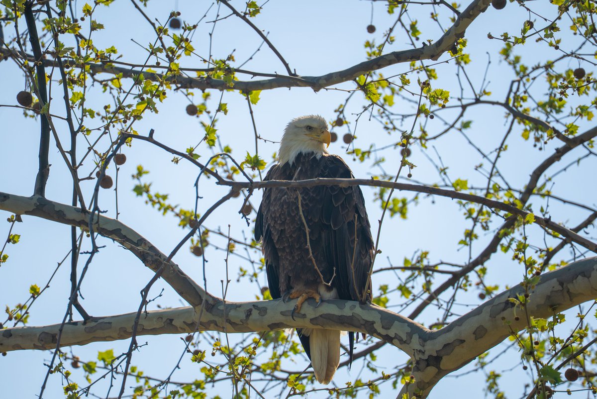 A very patriotic visitor to campus today🇺🇸🇺🇸