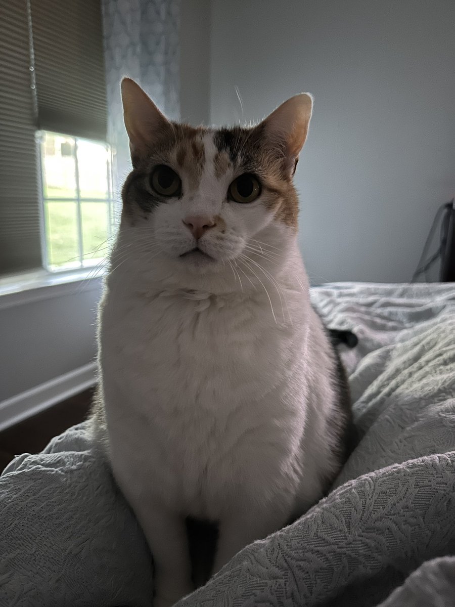 Ashleigh Burton tweet media