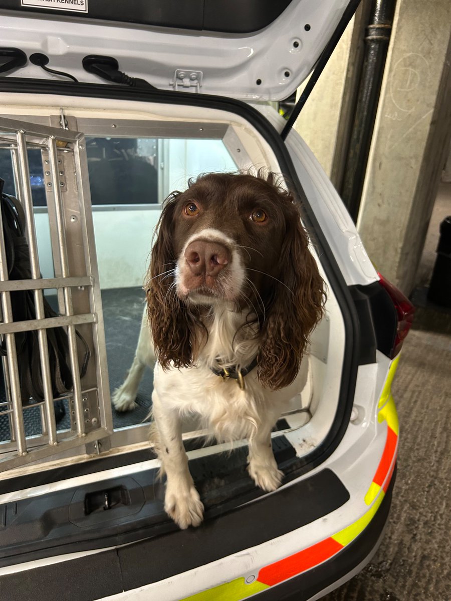 CityPoliceDogs (@citypolicedogs) on Twitter photo Productive shift for PD Harry assisting <a href="/CityPoliceCops/">City Police Officers</a> RPU on 2 separate vehicle stops. The latter helping recover a quantity of suspected class A drugs that wouldโve unlikely been discovered without his nose - #thenoseknows Productive shift for PD Harry assisting <a href="/CityPoliceCops/">City Police Officers</a> RPU on 2 separate vehicle stops. The latter helping recover a quantity of suspected class A drugs that wouldโve unlikely been discovered without his nose - #thenoseknows