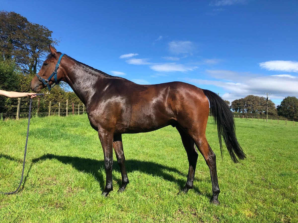 This is Nick Rockett at Lodge(Kilmacthomas) as a 3 years old 
  Timmy O’Byrne sourced him from a nearby neighbour (K Cotter) on behalf of his uncle Roddy