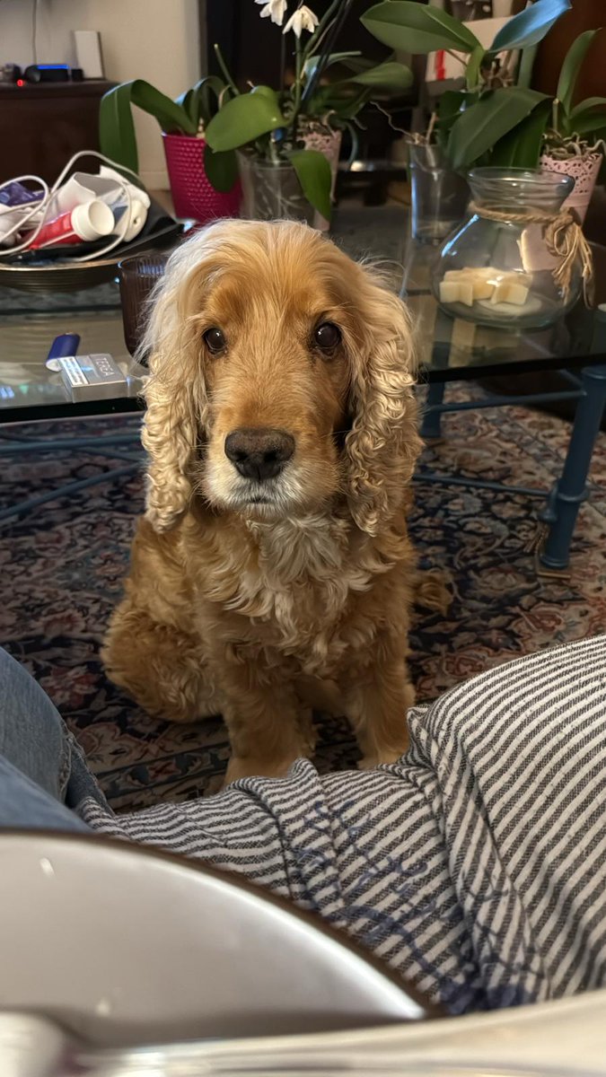 Prendi un cane e se vuoi mangiare all'americana sul divano ti sentirai leggermente osservato 😂😍😂😍.
#cooper #cockerspaniel #cocker