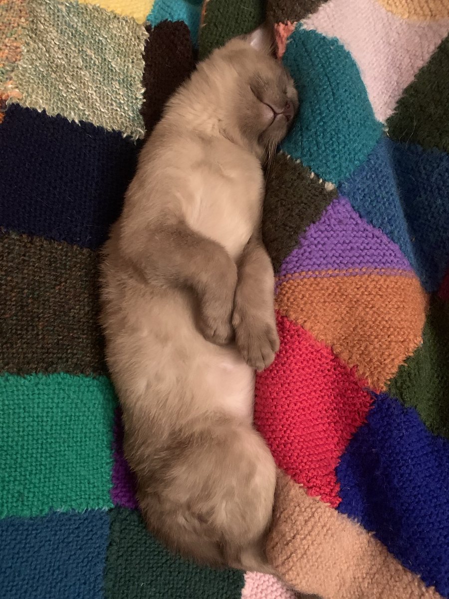 Here’s another one from Mischa. He’s been practicing #bunnypaws since he was a kitten in anticipation of #mogyog today. ⁦<a href="/MrMoustacheCat/">Moustache Cat</a>⁩