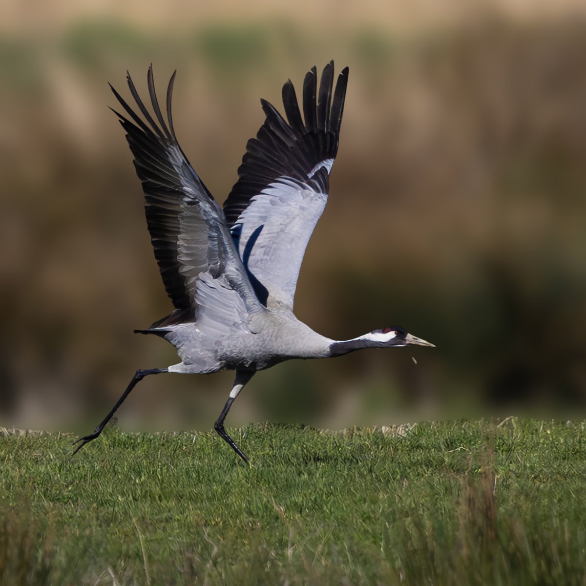 willbowell's tweet photo. I really enjoyed watching the Common Cranes at Willow Tree Fen, at the weekend. More on https://t.co/kPsUprOFLZ @LincsWildlife @BirdGuides @BirdWatchingMag @_BTO @Natures_Voice #CommonCrane #WillowTreeFen #LincolnshireWildlife #UKBirding #BirdWatchingUK https://t.co/rA03u0Nh3P