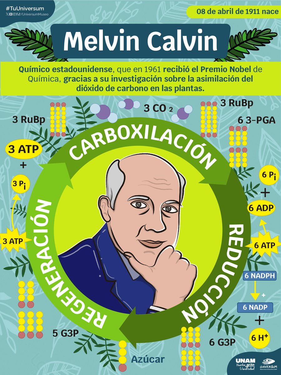 #UnDíaComoHoy nace Melvin Calvin, químico que hizo grandes aportes, entre ellos el Ciclo de Calvin 👨🏼‍🔬🌸☘️

#TuUniversum