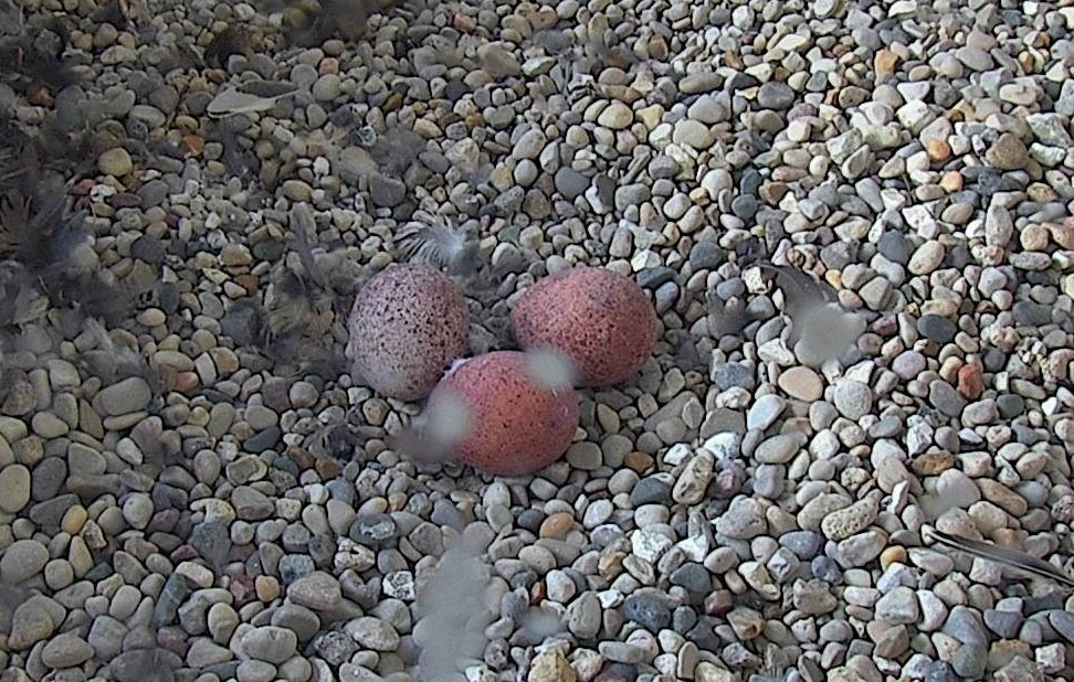 MGEMadison's tweet image. Egg-citing news! The MGE falcons now have three eggs in the nesting box atop Blount Generating Station. Will there be a fourth? Watch live on our falcon cam: vimeo.com/event/4920045 #MGEfalcons