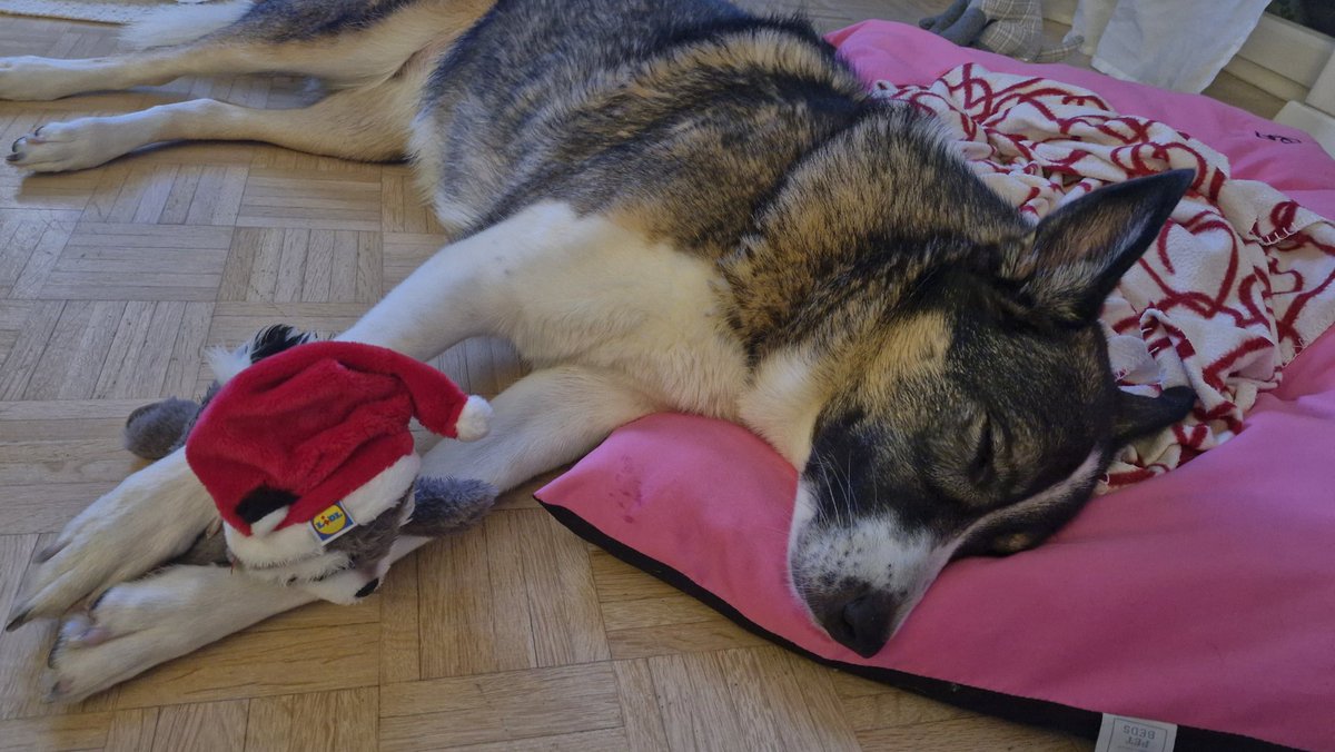 Vjever's tweet image. "LIDL Rakun je moj dobar drugar"