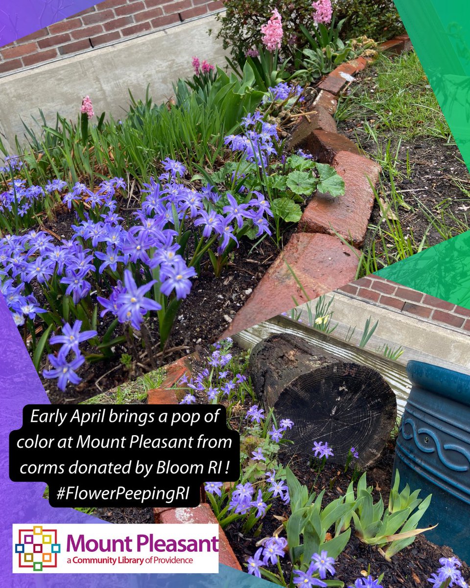 A lovely pop of April color at <a href="/mtpcomlib/">Mount Pleasant Library</a> from corms donated by #BloomRI last fall. #FlowerPeepingRI #flowers #grants #PVD #NationalLibraryWeek #spring #gardening #planting #libraries