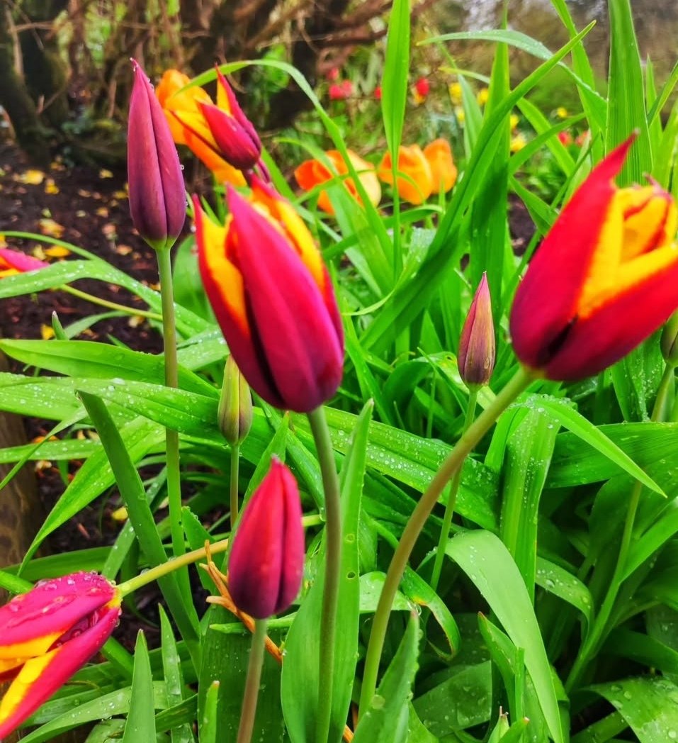 Apartments at Ballinsheen House & Gardens (@maryballinsheen) on Twitter photo Lots of sunshine in the west coast of Ireland...<a href="/GardensHour/">GardensHour</a>
..time of enjoy ๐๐ฟ๐ท๐ชป๐ผ
#gardenshour
#irishgardiner
#gardensintheburren Lots of sunshine in the west coast of Ireland...<a href="/GardensHour/">GardensHour</a>
..time of enjoy ๐๐ฟ๐ท๐ชป๐ผ
#gardenshour
#irishgardiner
#gardensintheburren