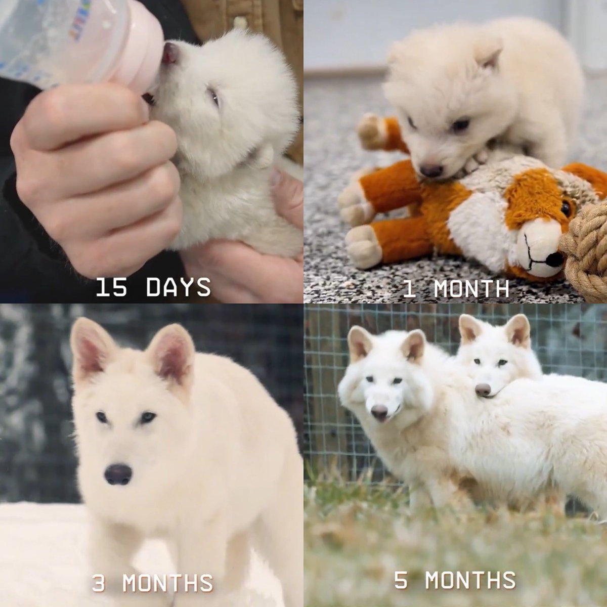 Los cachorros de lobo terrible, Rómulo y Remo, nacieron el 1 de octubre de 2024, así se miraban a los 15 días, al mes, a los 3 meses y a los 5 meses.