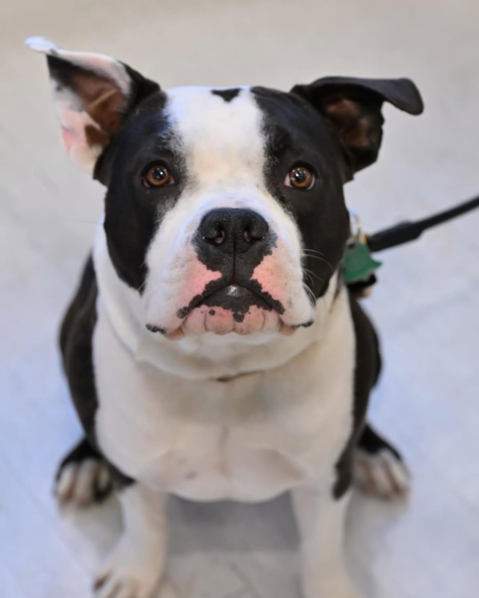 My new favorite ring!! It’s Tuzi!! 🐾