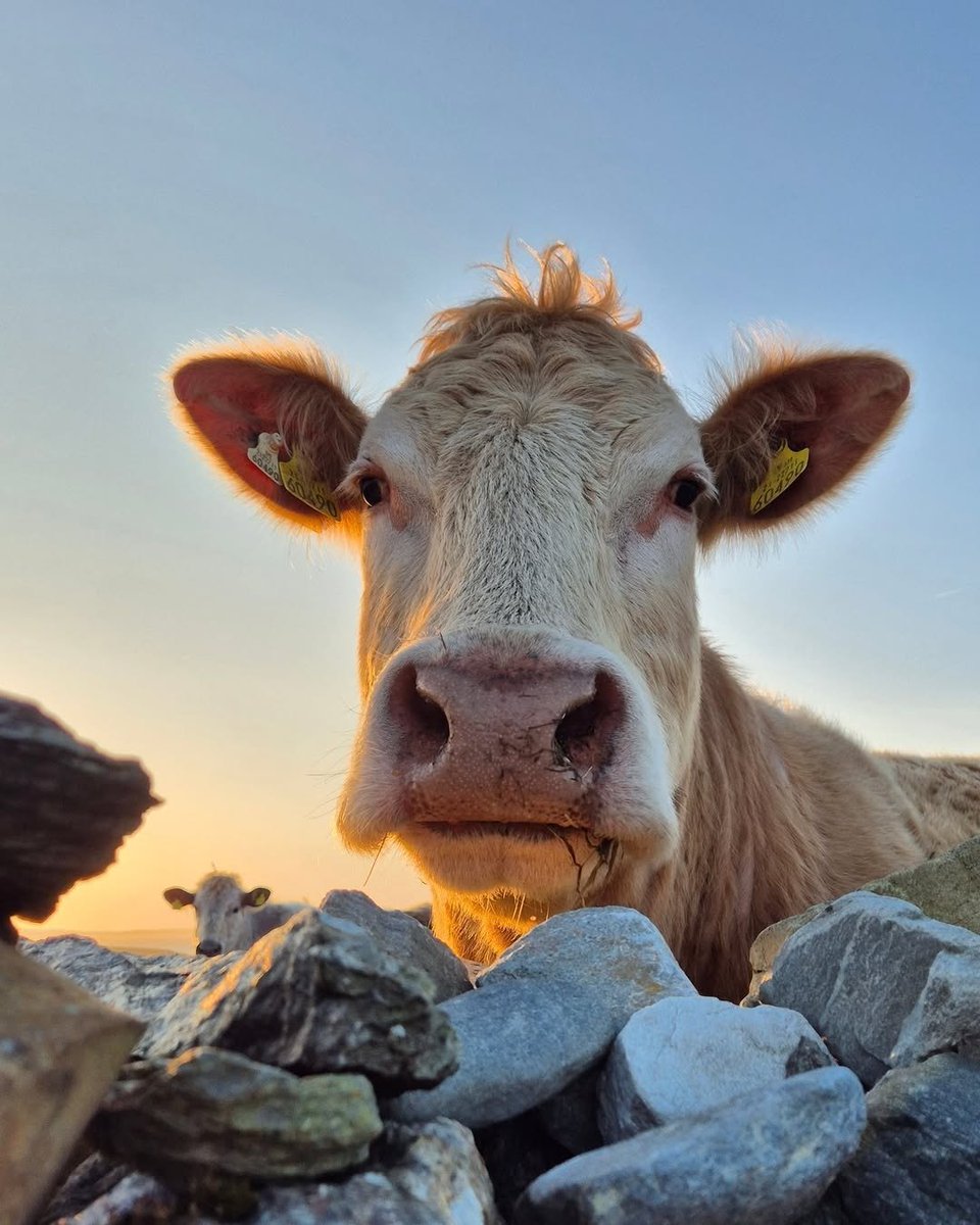How now brown cow... 🐮

📸 IG/ jeremy__madden
📍 Connemara, Ireland

#Connemara #Cow #Galway #Ireland #VisitGalway