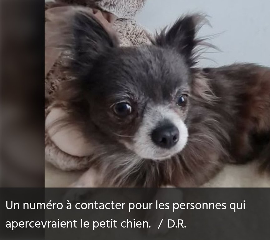 le chihuahua noir à poils long, paniqué, a pris la fuite et reste depuis introuvable. 
Toute personne qui l’apercevrait peut téléphoner au 07 69 94 91 12