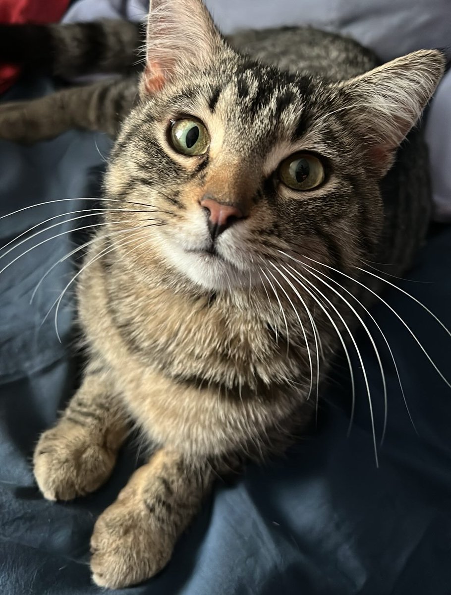 practicalidiot's tweet image. in honor of andor season 2 coming out this month heres some photos of my cat cassian