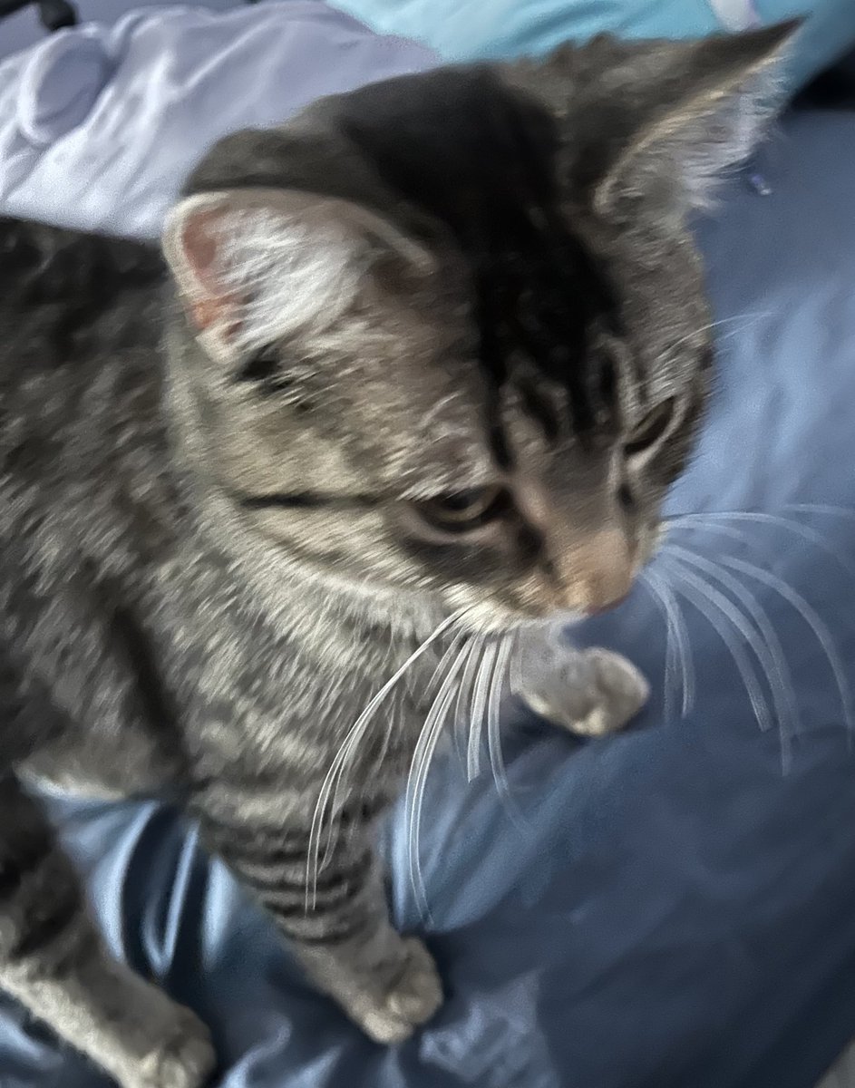 practicalidiot's tweet image. in honor of andor season 2 coming out this month heres some photos of my cat cassian