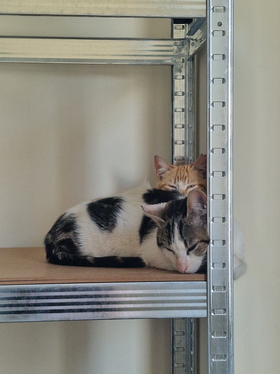Msbrak's tweet photo. URGENTE 
Encontrados dos gatitos en una obra de #Valdebebas desmantelada.
Urge adopción responsable❗️Son muy cariñosos y buenos.
Tienen unos 4 meses y se entregan con contrato, esterilizados y testados ✅️ 
Por favr comparte 🏠💑
#madrid #gatosenadopcion #hogar #Familia #gatitos https://t.co/a3rLjxol3b