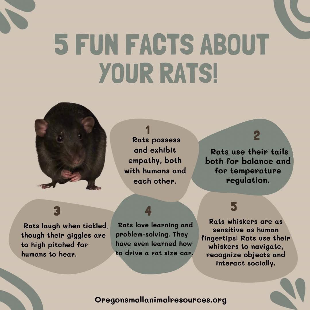 ORSmallAnimals's tweet photo. Fun Rat Facts! 

#petrabbits #gerbils #animalrescue 
#smallanimalrescue #petrats #smallanimals 
#pethamster #oregon #petmice #propercare #animals 
#Oregon #small #oregonsmallanimalresources https://t.co/iZk0ncRN0U