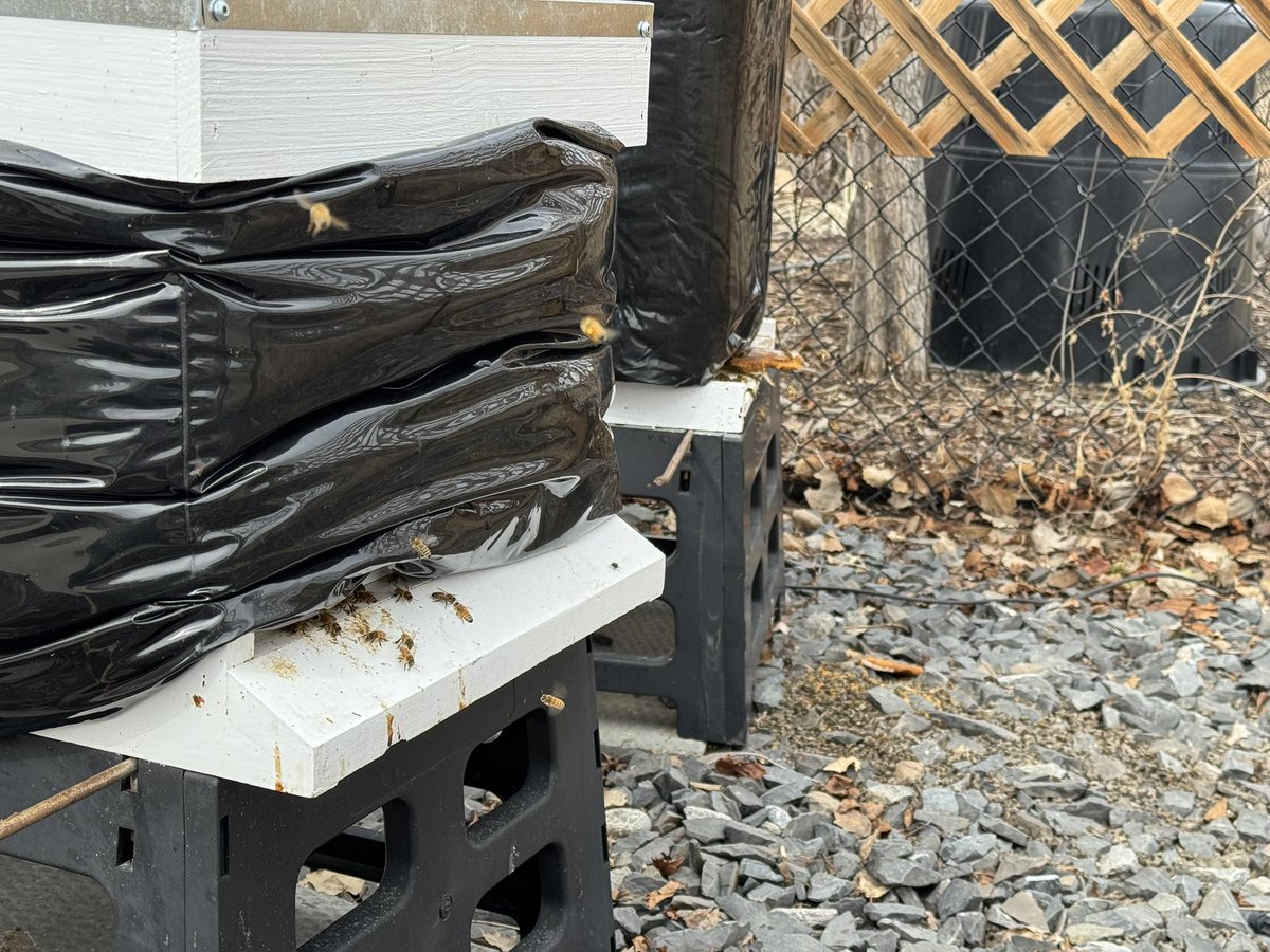 It’s warm, and the bees are flying. Lots of pollen coming in