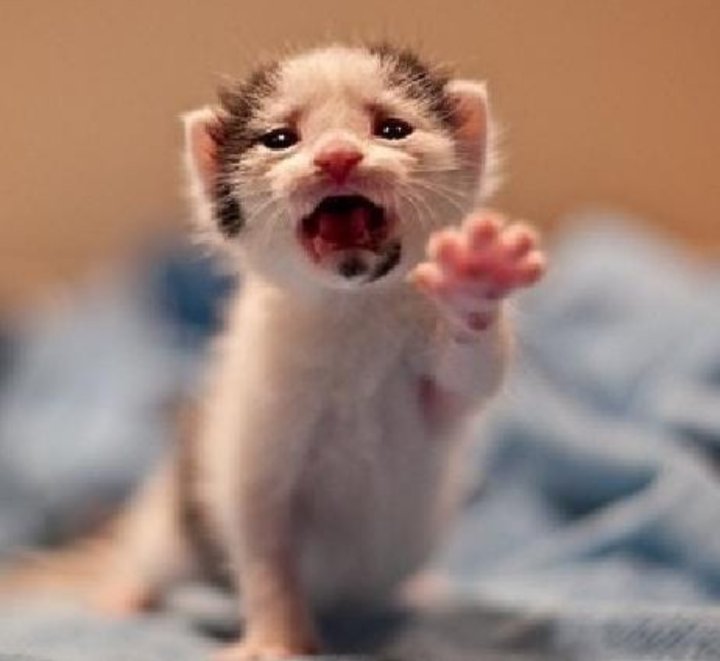 cinnamoninx's tweet image. oh god hi