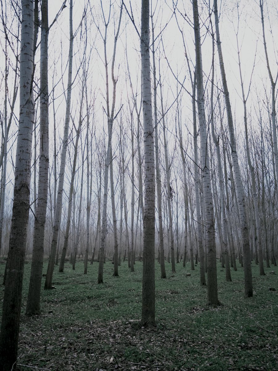 Liminal Space
Birch forest