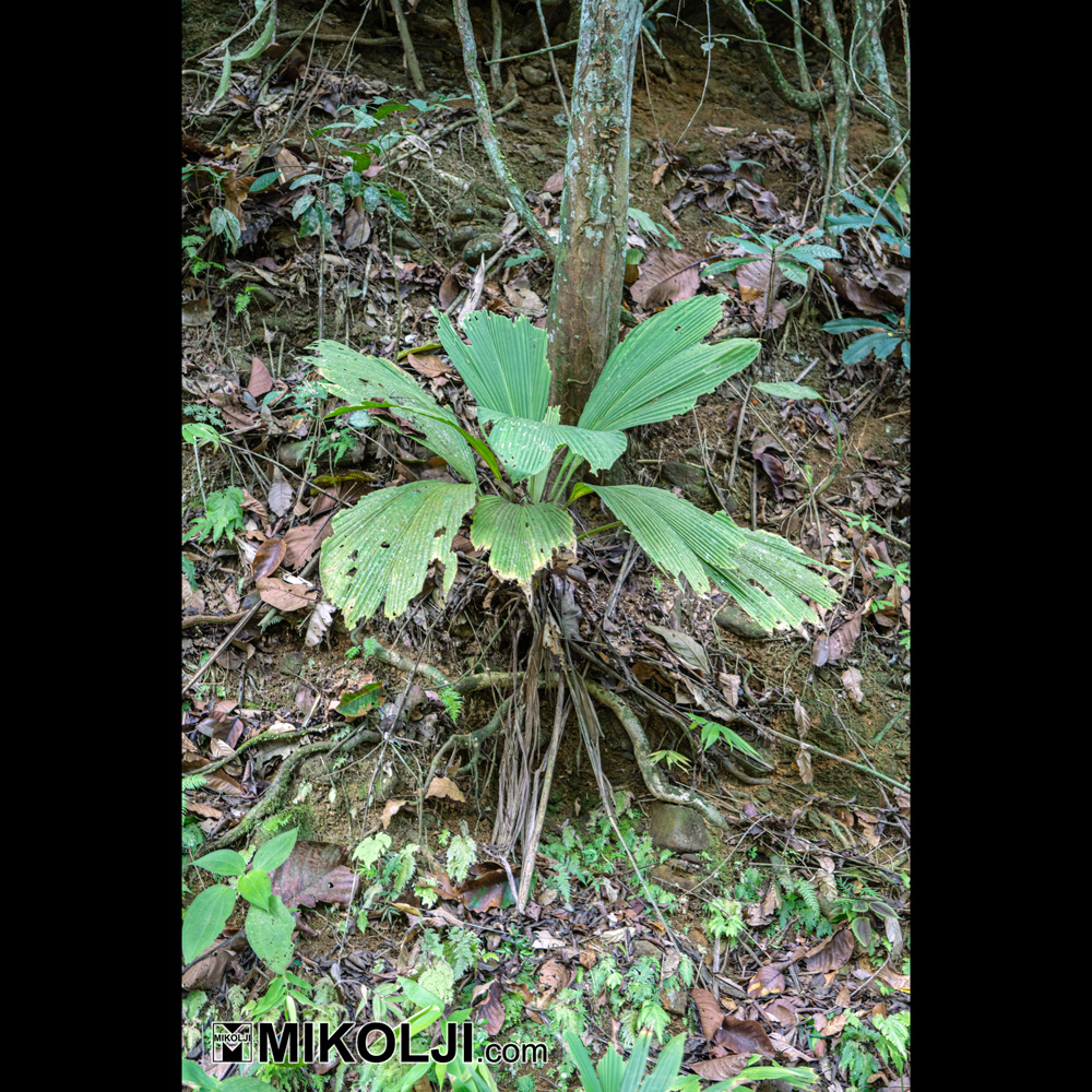 Mikolji (@mikolji) on Twitter photo Here is what seems to be the first live pictures of Asplundia spectabilis, a plant which can be found in the shaded areas near rivers and streams of northern Venezuela.
Image taken at <a href="/posada_guaquira/">Posada Ecológica Guáquira</a>
#botany #flowers #flora #plants #rareplants #Asplundia #spectabilis #orinoco Here is what seems to be the first live pictures of Asplundia spectabilis, a plant which can be found in the shaded areas near rivers and streams of northern Venezuela.
Image taken at <a href="/posada_guaquira/">Posada Ecológica Guáquira</a>
#botany #flowers #flora #plants #rareplants #Asplundia #spectabilis #orinoco