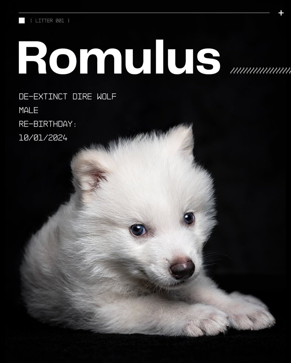 meownauts's tweet photo. В нашем мире впервые за более чем 10000 лет родились лютоволки (dire wolves). Ими вдохновлялся Джордж Мартин, когда писал «Игру престолов». ДНК давно вымерших волков взяли из древних останков зубов и черепа, далее скрестили с яйцеклеткой современного волка. Мартин активно поддерживал проект, кстати.

В итоге получились щенки Ромул и Рем, а ещё их сестра Кхалиси. Родились они ещё в октябре 2024, с тех пор проект держался с строжайшей тайне, местоположение особей неизвестно.