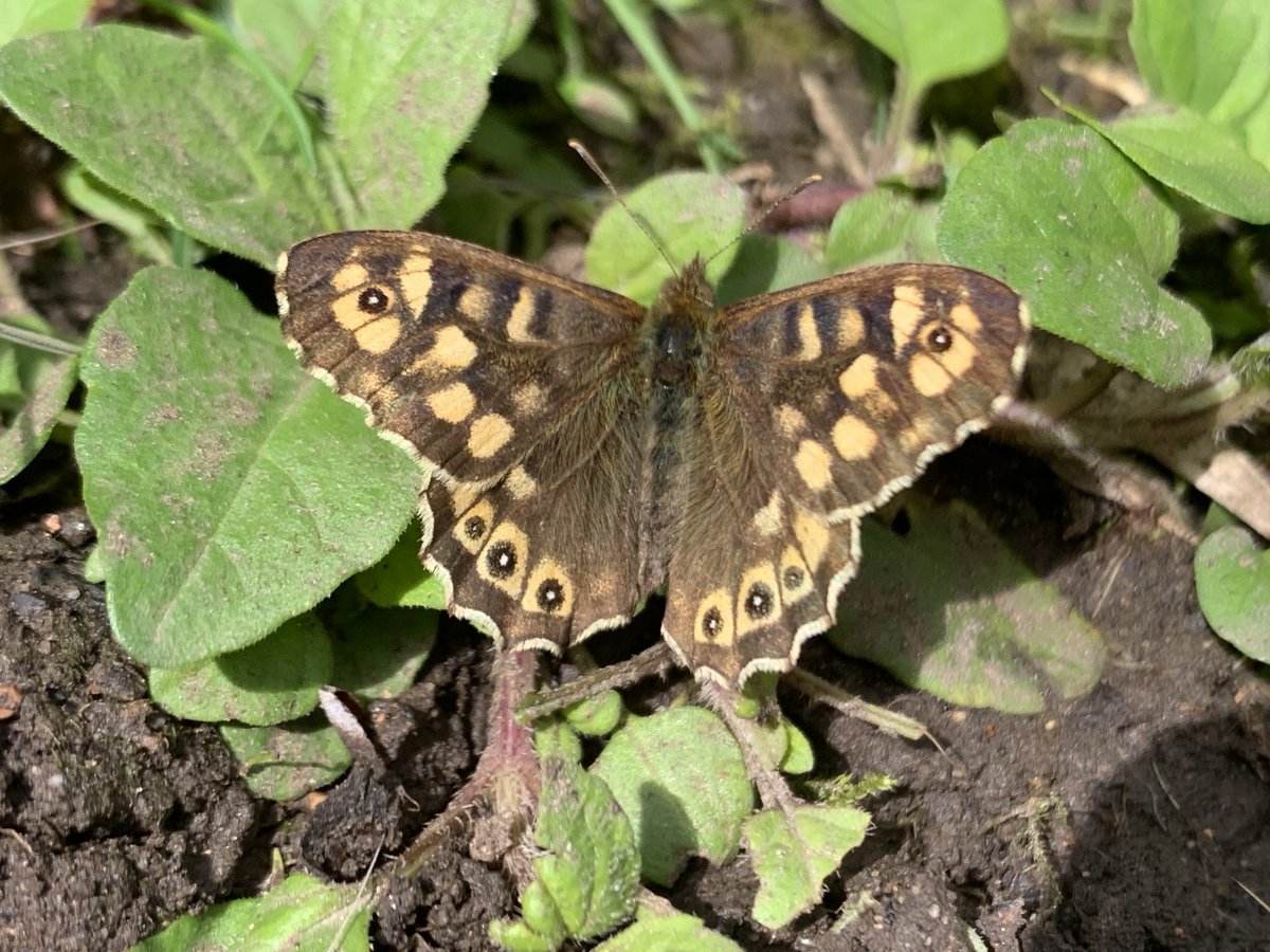 Allthingswildlife (@allthingswild01) on Twitter photo First holly blue (Solihull) and speckled wood (Henley in Arden) today in the sunshine! <a href="/BCWarwickshire/">BC Warwickshire</a> First holly blue (Solihull) and speckled wood (Henley in Arden) today in the sunshine! <a href="/BCWarwickshire/">BC Warwickshire</a>