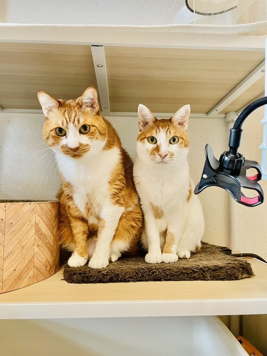 もちも | 脳障害＆重症難治てんかんのノチェロ、二分脊椎のルーさん tweet media