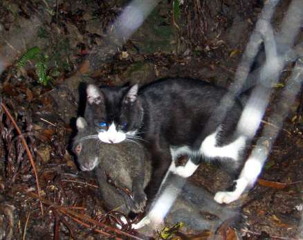 世界自然遺産の島・奄美の希少動物を捕食するノネコ 24年度の捕獲数は146匹　環境省「順調に生息数減っている」 ift.tt/OQCbNqA #南日本新聞 #鹿児島
