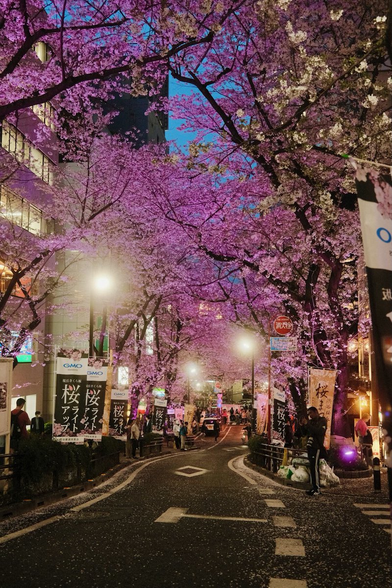 Tokyo, Japan. 🌸