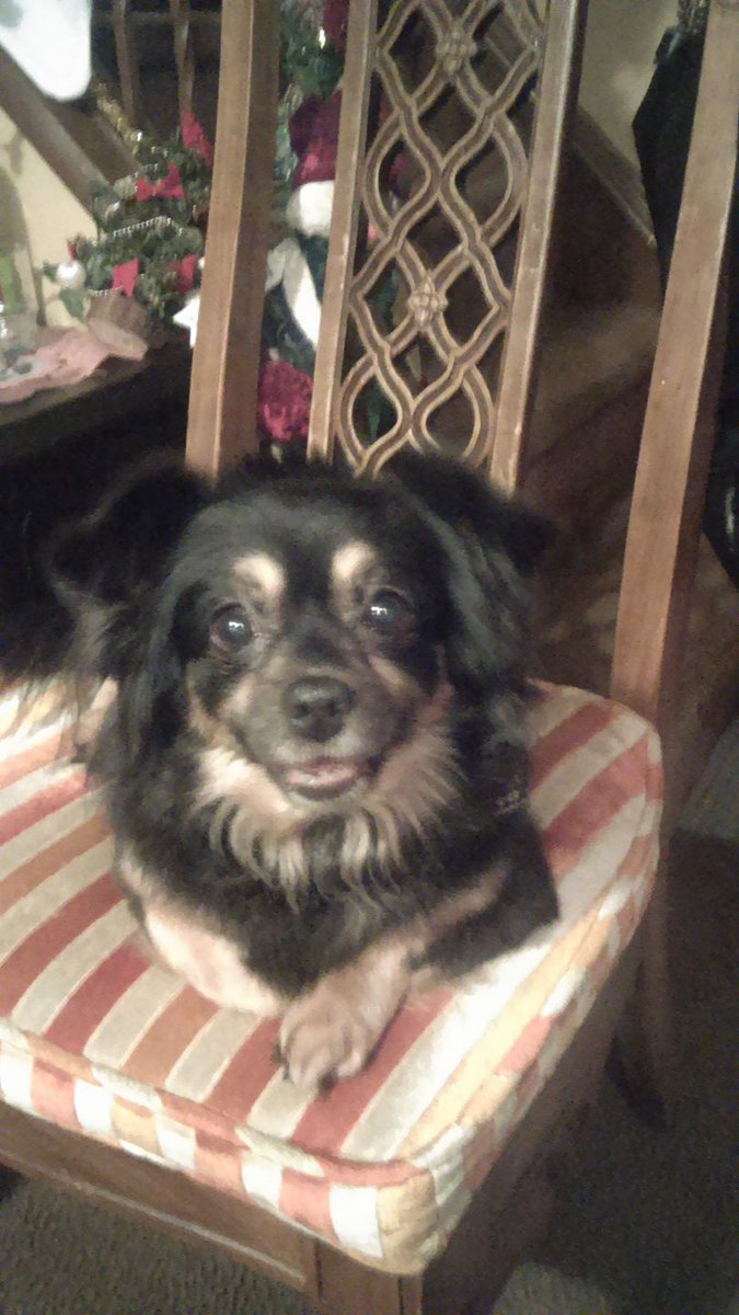 SuarezCelena's tweet photo. @glock9gamer Blacky He is so Sweet 🥰 https://t.co/TYPrh3yMWZ