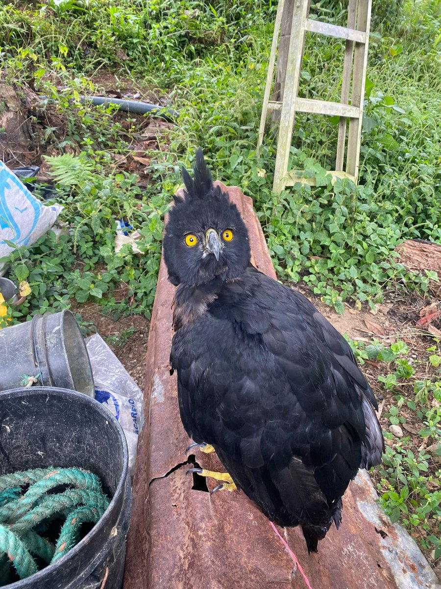 Otra vez <a href="/Ambiente_Ec/">ambiente_ec</a> !! 
Nuevo caso de negligencia institucional provoca que un águila andina, en Peligro crítico de extinción, muera.

La falta de protocolos y el retraso injustificado de la autorización para la movilización del animal, provocó que fallezca.  <a href="/CondorFundacion/">Fundación Cóndor Andino Ecuador</a>